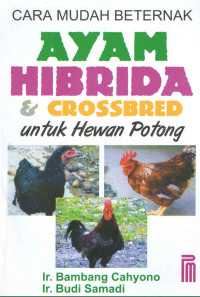 CARA MUDAH BETERNAK AYAM HIBRIDA & CROSSBRED UNTUK HEWAN POTONG